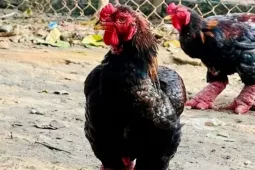 Hàng tuyển 'gà tiến vua' ở Hưng Yên đắt khách