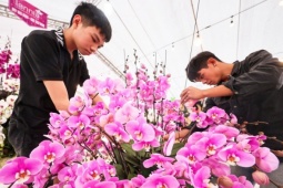 Cắm hoa lan cận Tết, thợ Tây Bắc xuống Hà Nội kiếm tiền triệu mỗi ngày