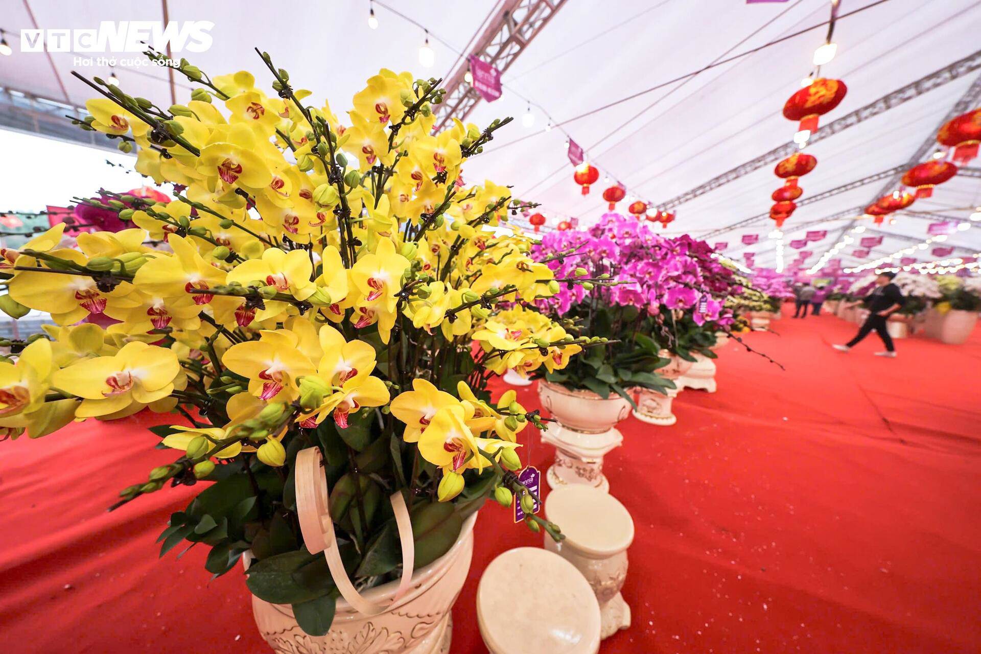Khu vực quanh Sân vận động Quốc gia Mỹ Đình là một trong những điểm tập trung lớn, nơi hàng loạt chậu lan có giá trị từ vài triệu đến hàng chục triệu đồng được trưng bày, chuẩn bị phục vụ thị trường Tết.