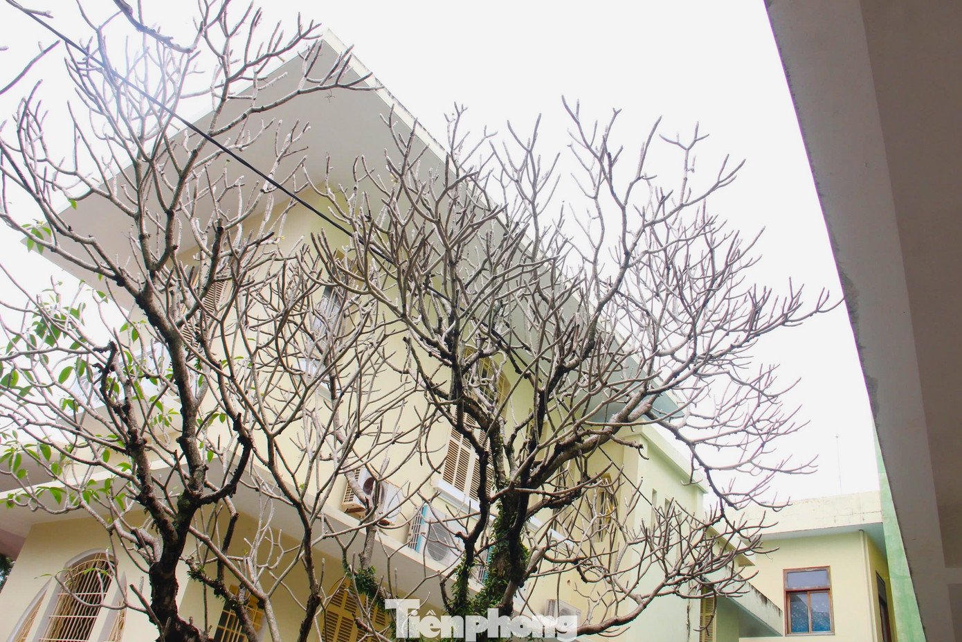 Mục sở thị tòa nhà mang kiến trúc Pháp 'đặc biệt hiếm' ở Đà Nẵng - 5