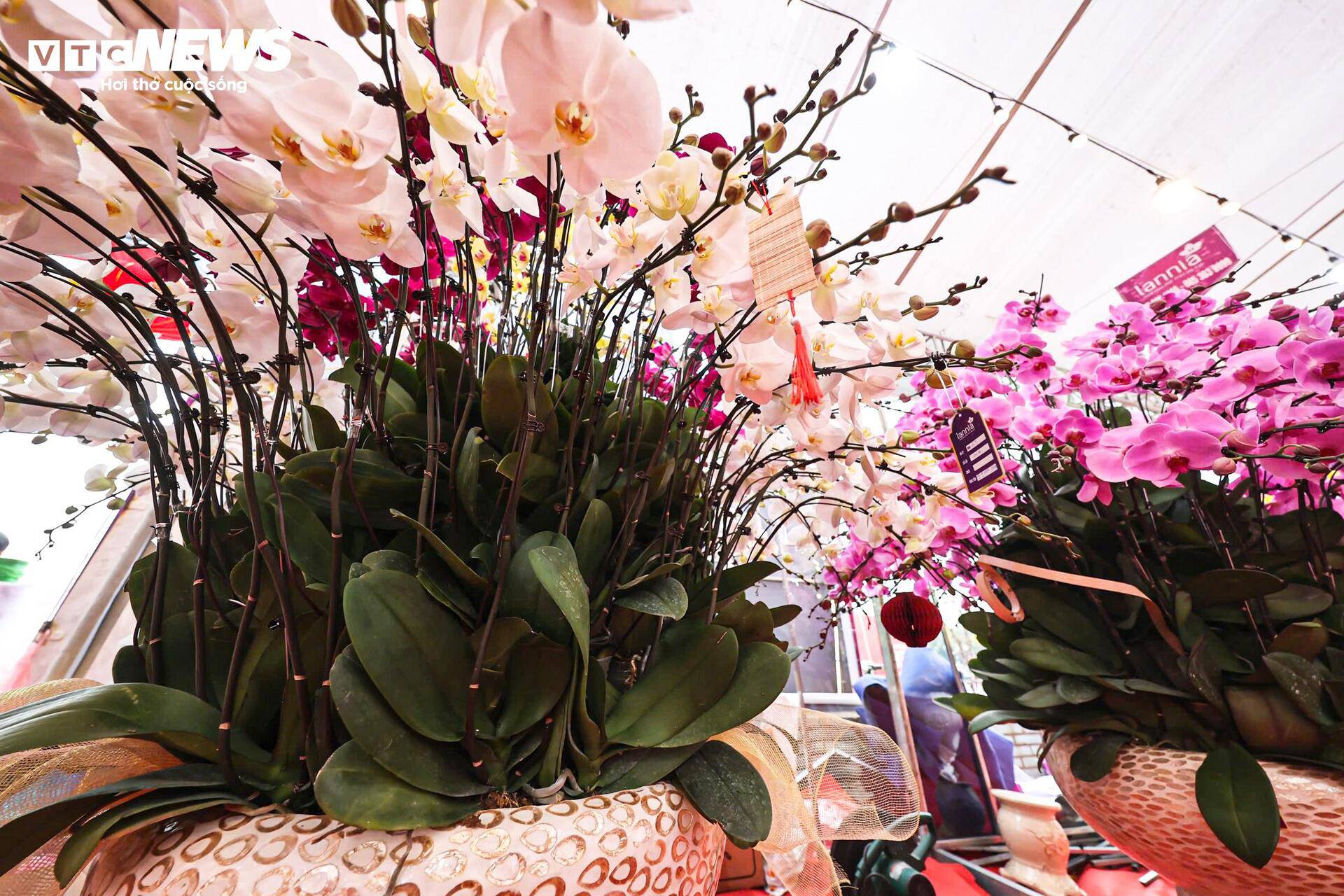 Khu vực quanh Sân vận động Quốc gia Mỹ Đình là một trong những điểm tập trung lớn, nơi hàng loạt chậu lan có giá trị từ vài triệu đến hàng chục triệu đồng được trưng bày, chuẩn bị phục vụ thị trường Tết.