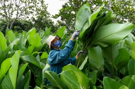 Làng lá dong vào vụ thu hoạch Tết, người trồng 'hái tiền' mỏi tay