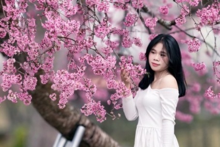 Cây mai anh đào "siêu hot" ở Đà Lạt, hàng trăm người chờ check-in mỗi ngày