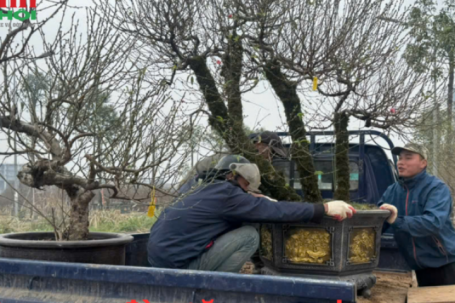 Nguồn cung đào tăng mạnh, thị trường Tết bước vào cao điểm