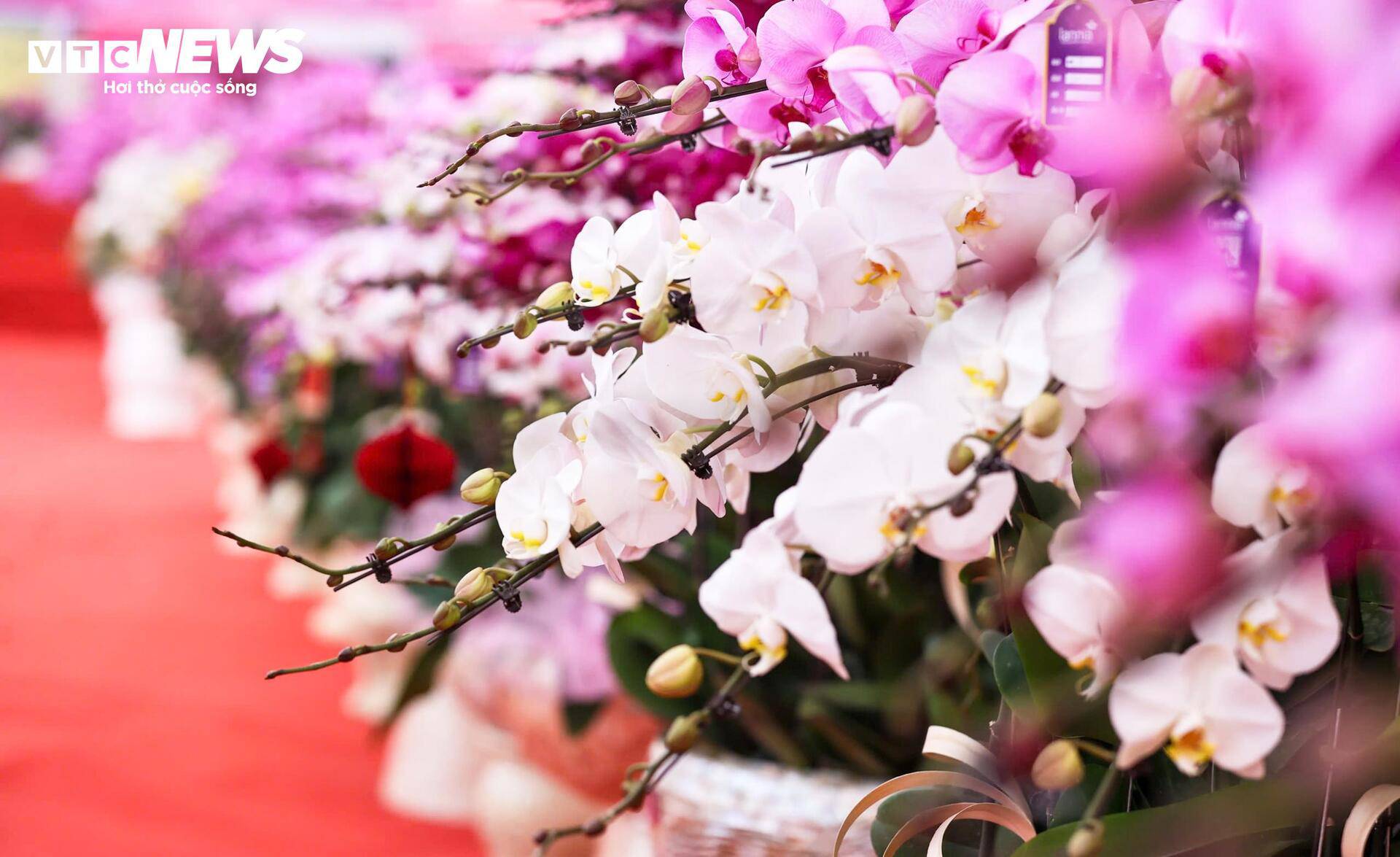 Cắm hoa lan cận Tết, thợ Tây Bắc xuống Hà Nội kiếm tiền triệu mỗi ngày - 15