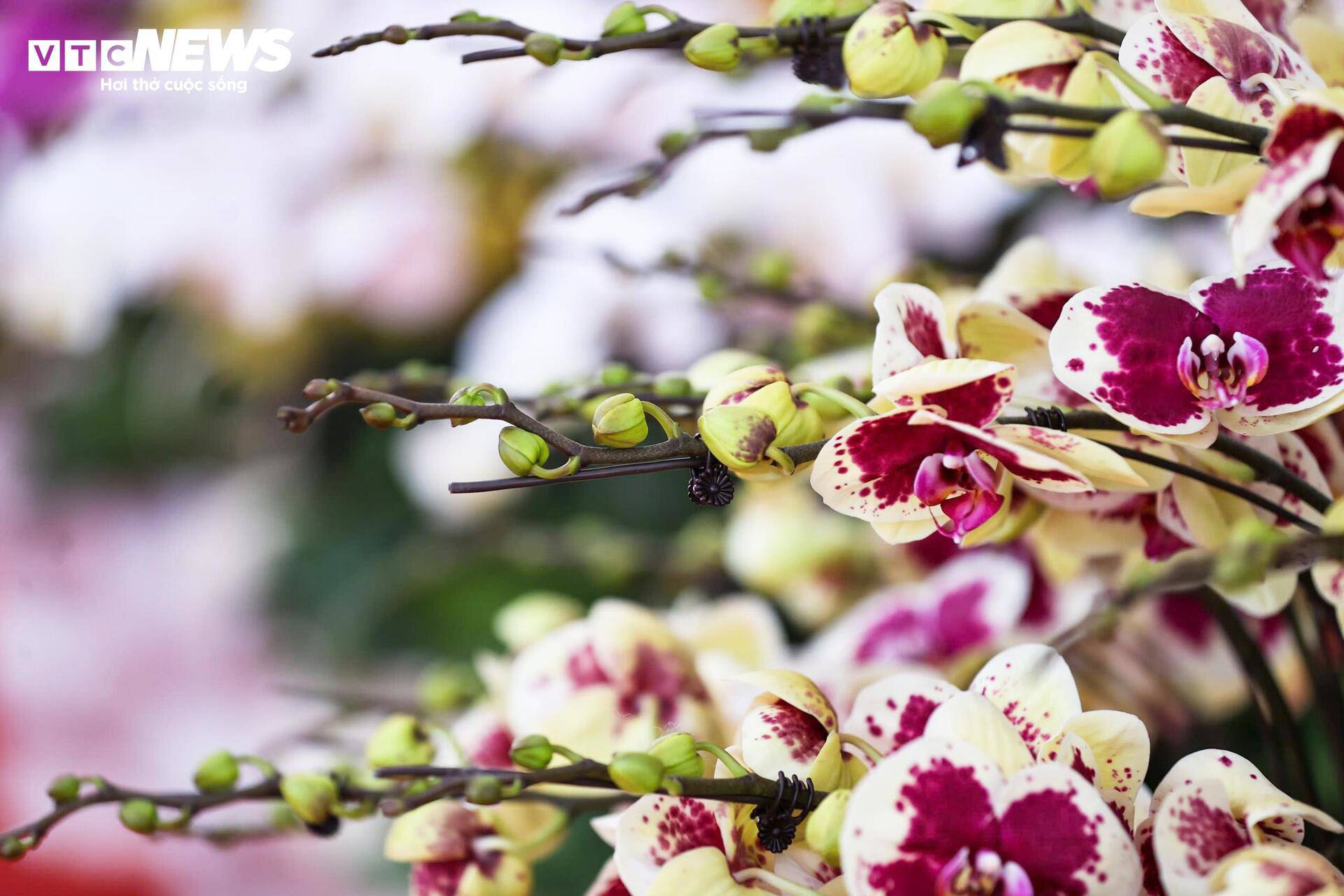 Cắm hoa lan cận Tết, thợ Tây Bắc xuống Hà Nội kiếm tiền triệu mỗi ngày - 16