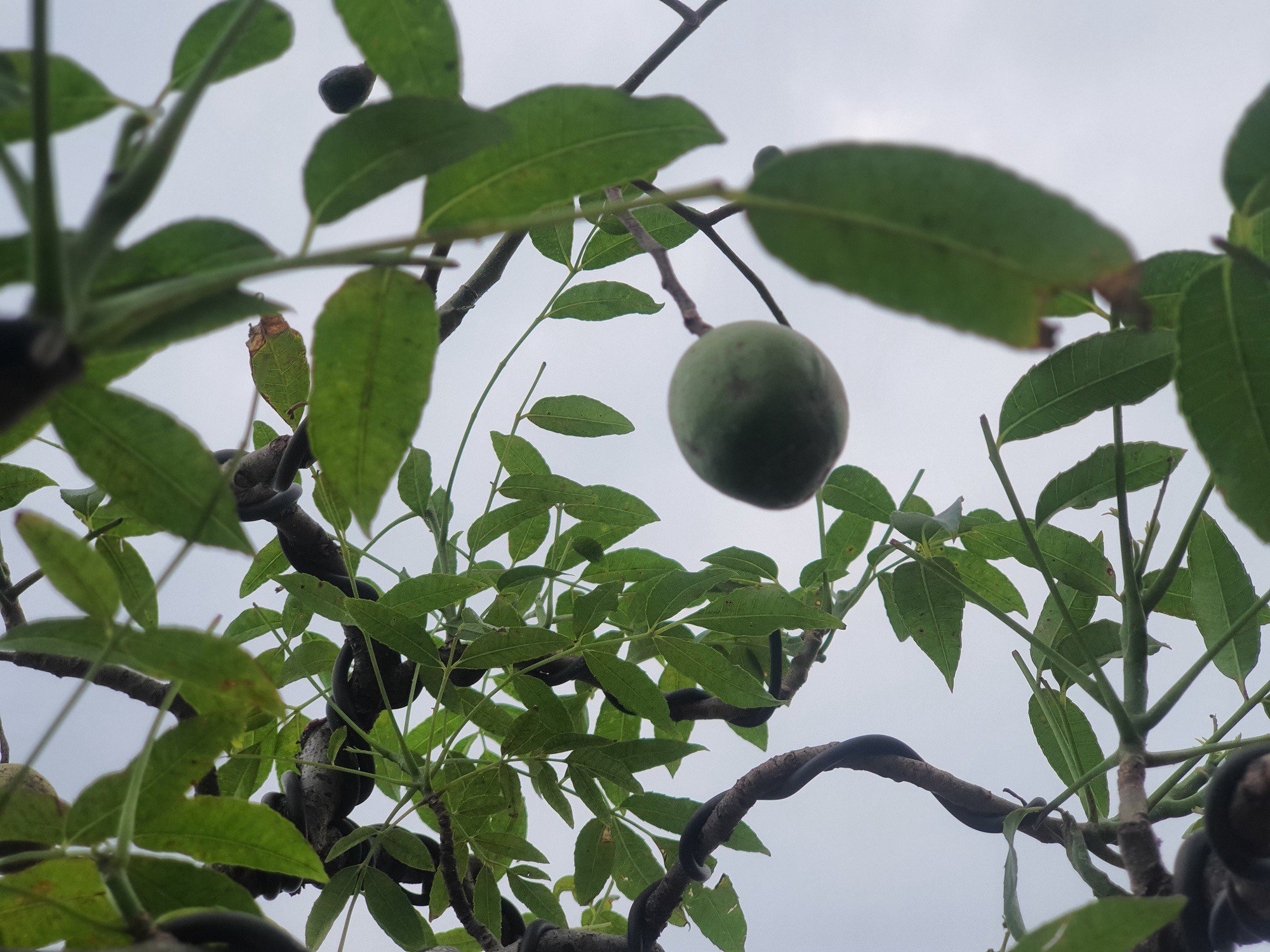 Cây cóc ra quả quanh năm được nhiều người yêu thích. (Ảnh: Hồng Cảnh).