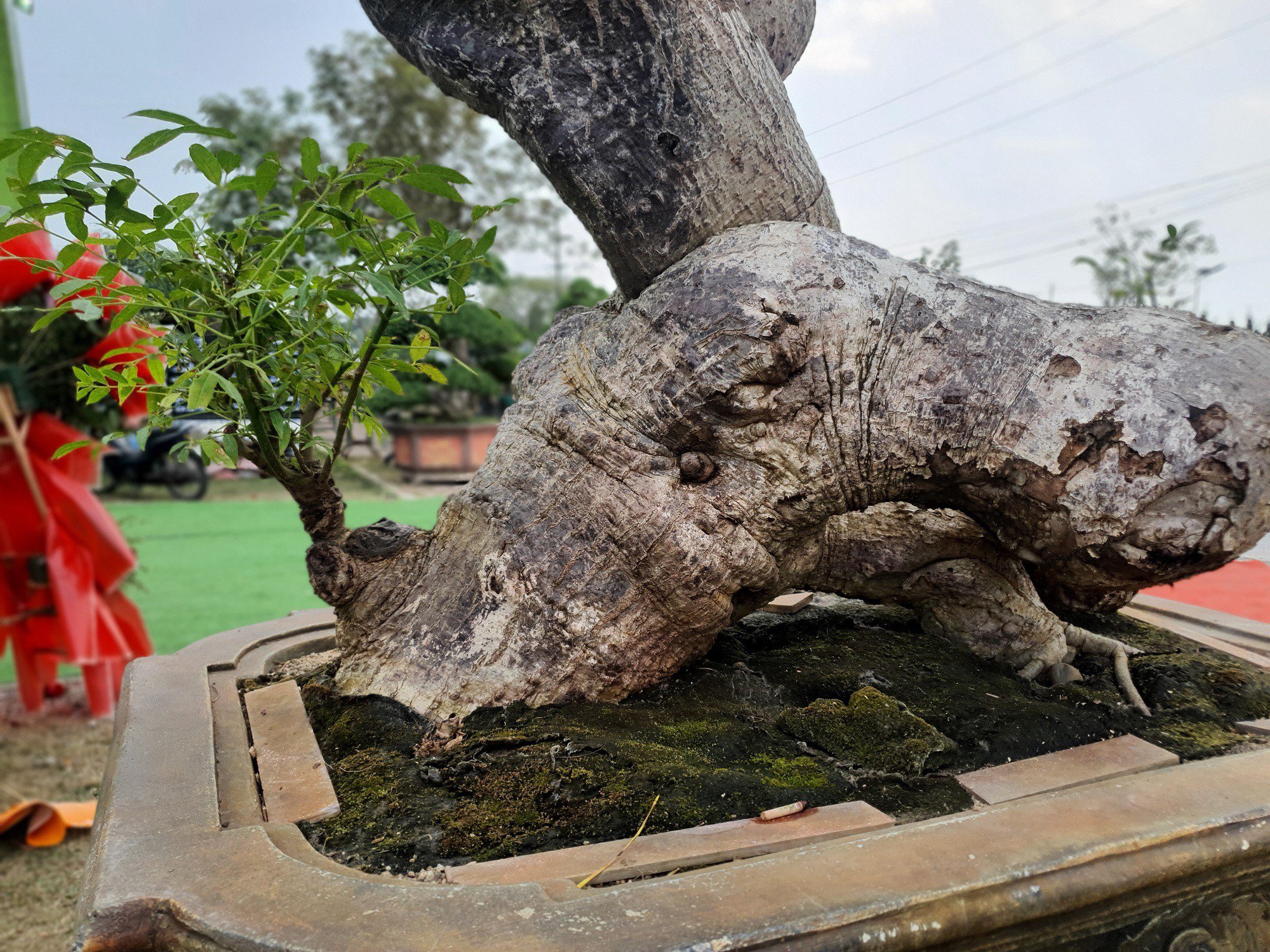 Thân cây xù xì, nổi u cục chứng tỏ cây rất lâu năm. (Ảnh: Hồng Cảnh).