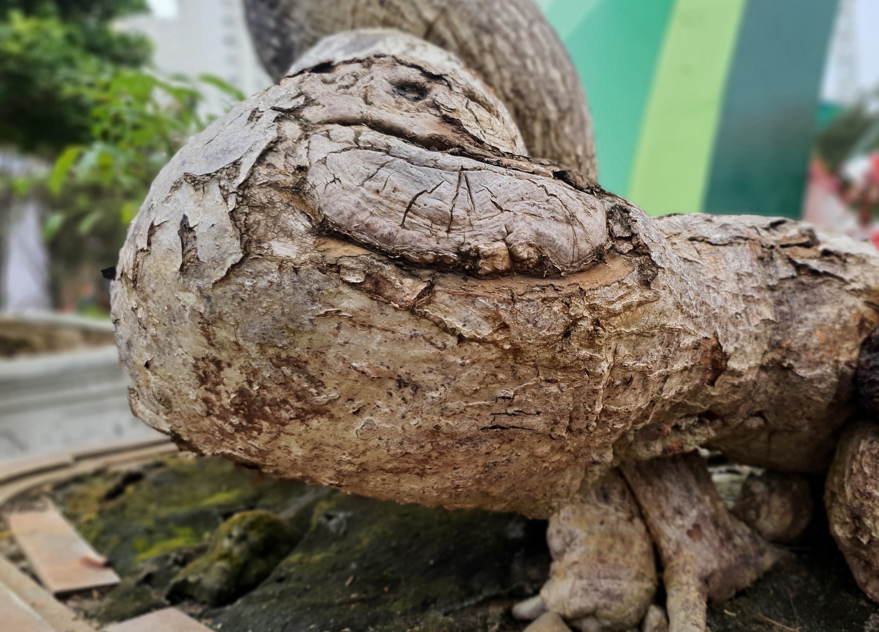 Thân cây cóc uốn lượn&nbsp;rất lạ và độc đáo. (Ảnh: Hồng Cảnh).