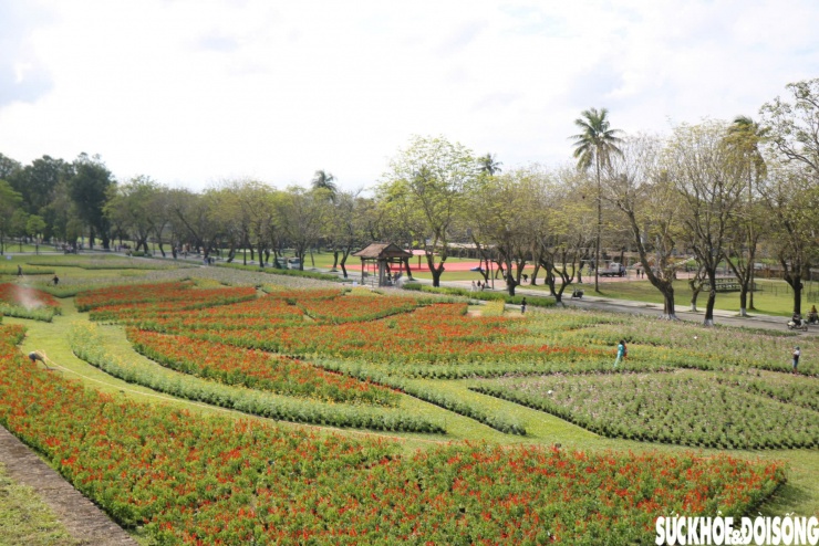 Choáng ngợp hình ảnh hàng vạn chậu hoa kết thành đóa sen khổng lồ ở Huế - 3