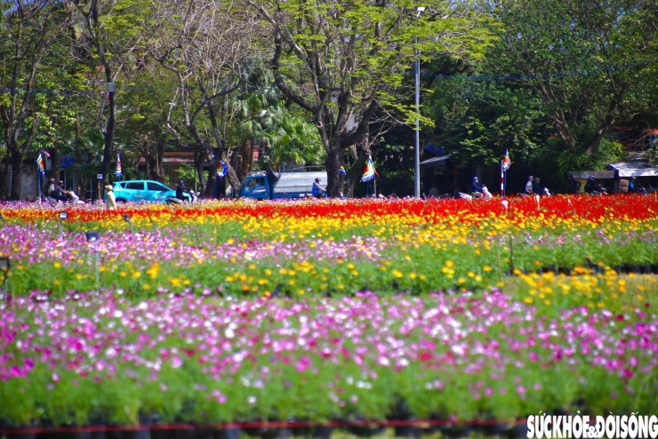 Choáng ngợp hình ảnh hàng vạn chậu hoa kết thành đóa sen khổng lồ ở Huế - 5