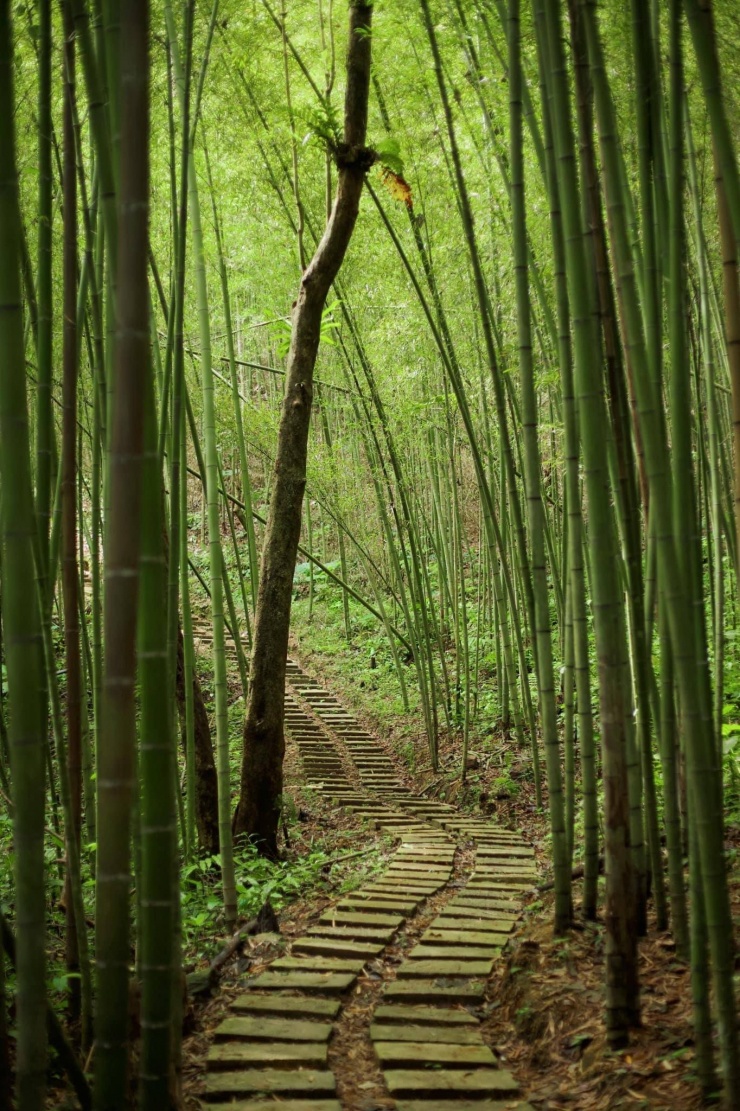 Rừng trúc tựa như đang ôm trọn những vị khách vào lòng. Ảnh: Hoàng Hiếu.