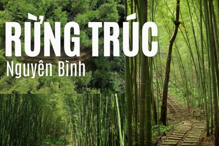 “Mở khóa” rừng trúc xanh mướt tại Cao Bằng đẹp như phim, không kém gì Nhật Bản