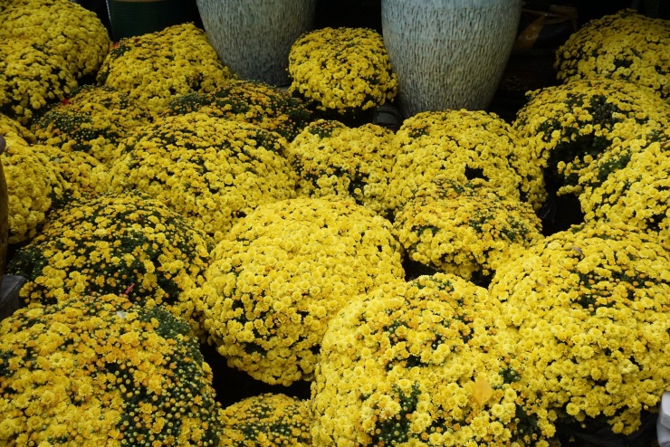 Chung tay “giải cứu” cúc mâm xôi nở sớm trước Tết - 1