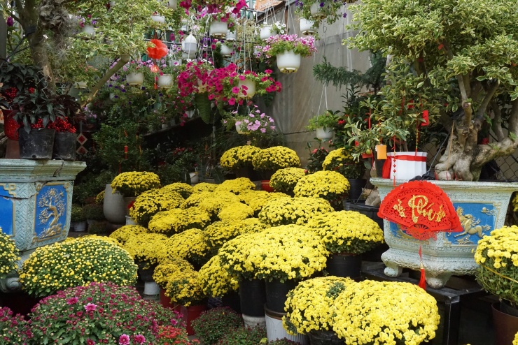 Chung tay “giải cứu” cúc mâm xôi nở sớm trước Tết - 2