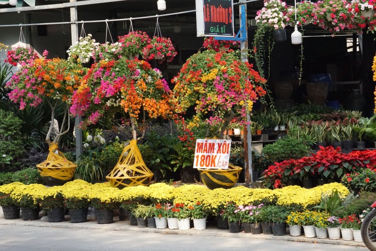 Chung tay “giải cứu” cúc mâm xôi nở sớm trước Tết - 3