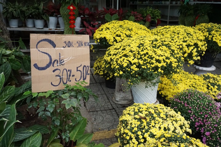 Chung tay “giải cứu” cúc mâm xôi nở sớm trước Tết - 5