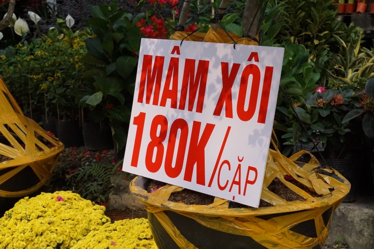 Chung tay “giải cứu” cúc mâm xôi nở sớm trước Tết - 4