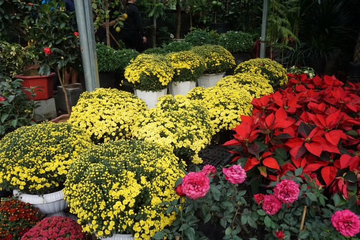 Chung tay “giải cứu” cúc mâm xôi nở sớm trước Tết - 6