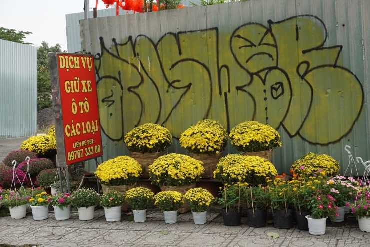 Chung tay “giải cứu” cúc mâm xôi nở sớm trước Tết - 7