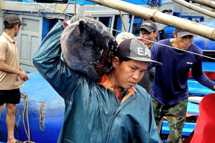 Cá ngừ đại dương trúng mùa, ngư dân Đắk Lắk thu lãi trước Tết