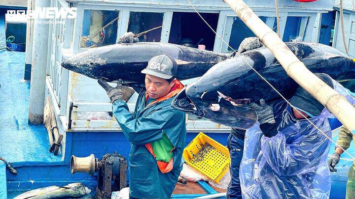 Sau 40 ngày ra khơi, tàu cá PY 93222 TS do ngư dân Nguyễn Văn Tuệ làm thuyền trưởng đánh bắt được khoảng 100 con cá ngừ đại dương, sản lượng gần 4 tấn. Sau khi trừ chi phí nhiên liệu, nhân công và hậu cần, chuyến biển này mang lại lợi nhuận khoảng 220 triệu đồng.