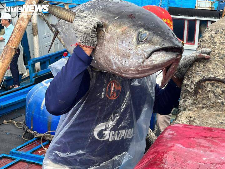 Cùng chung niềm vui, ngư dân Chế Văn Tất, thuyền trưởng tàu ĐK 96327 TS, chia sẻ rằng trong chuyến biển cuối năm, trung bình mỗi tàu đánh bắt được từ 40 đến 60 con cá ngừ đại dương, mang lại thu nhập khá.