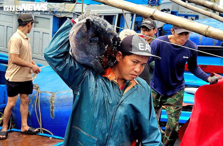 Với giá thu mua cá hiện tại là trên 100.000 đồng/kg, sau khi trừ chi phí, mỗi tàu lãi từ 60 đến 160 triệu đồng trong khoảng 20 ngày ra khơi.