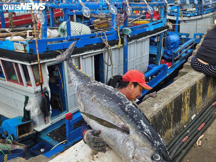 Đến thời điểm này, đã có 117 trong tổng số hơn 650 tàu khai thác cá ngừ đại dương của ngư dân Đắk Lắk trở về bến và hầu hết đều có lãi. Dự kiến, các tàu còn lại sẽ tiếp tục cập cảng, bán cá từ nay đến khoảng ngày 20 tháng Chạp, khép lại vụ cá cuối năm nhiều tín hiệu tích cực.