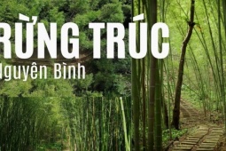 “Mở khóa” rừng trúc xanh mướt tại Cao Bằng đẹp như phim, không kém gì Nhật Bản