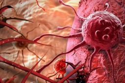 Loại quả giúp ngăn ngừa tế bào ung thư, người Việt nên ăn thường xuyên để phòng bệnh