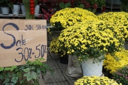 Chung tay “giải cứu” cúc mâm xôi nở sớm trước Tết