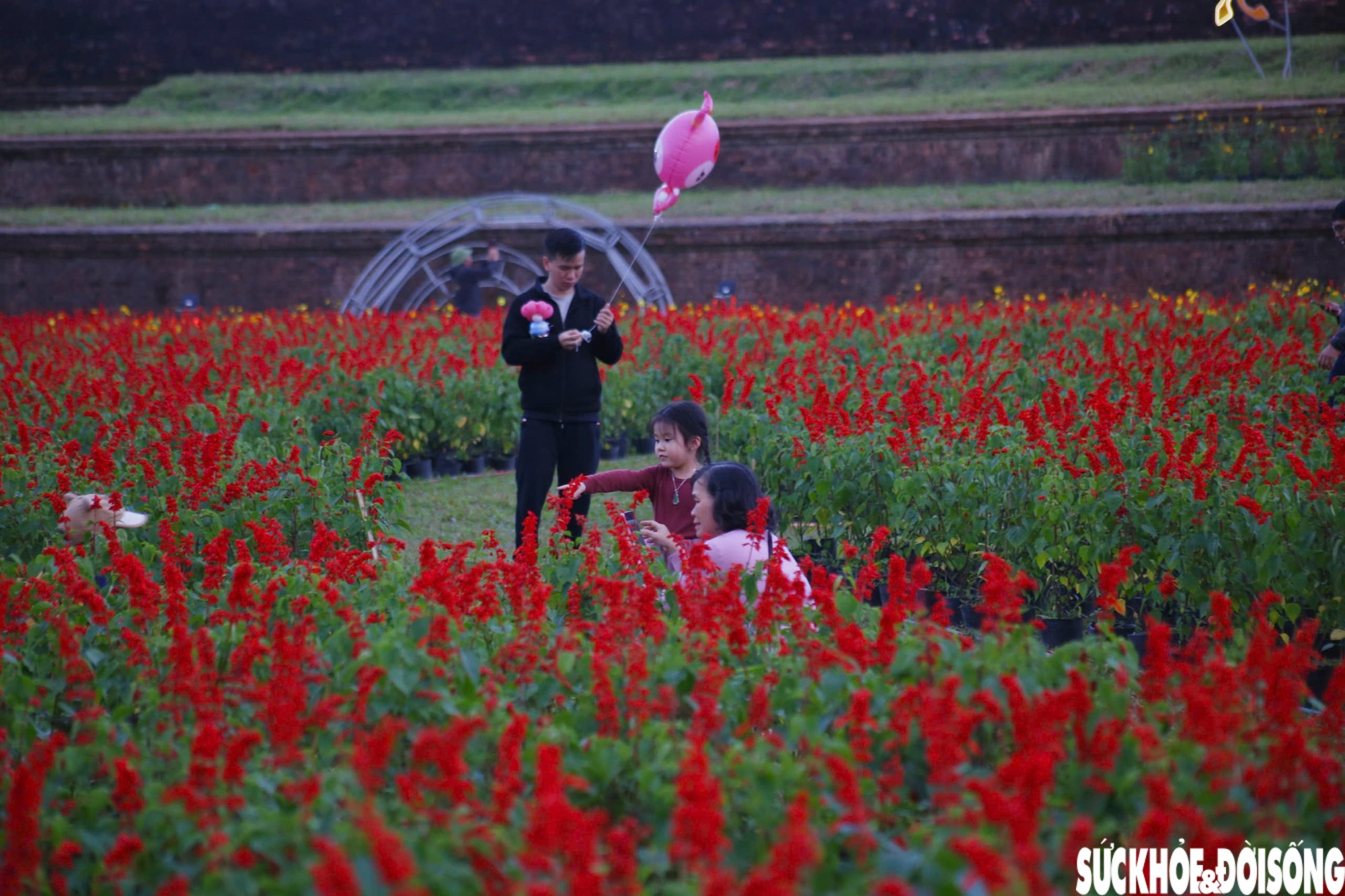 Choáng ngợp hình ảnh hàng vạn chậu hoa kết thành đóa sen khổng lồ ở Huế - 8