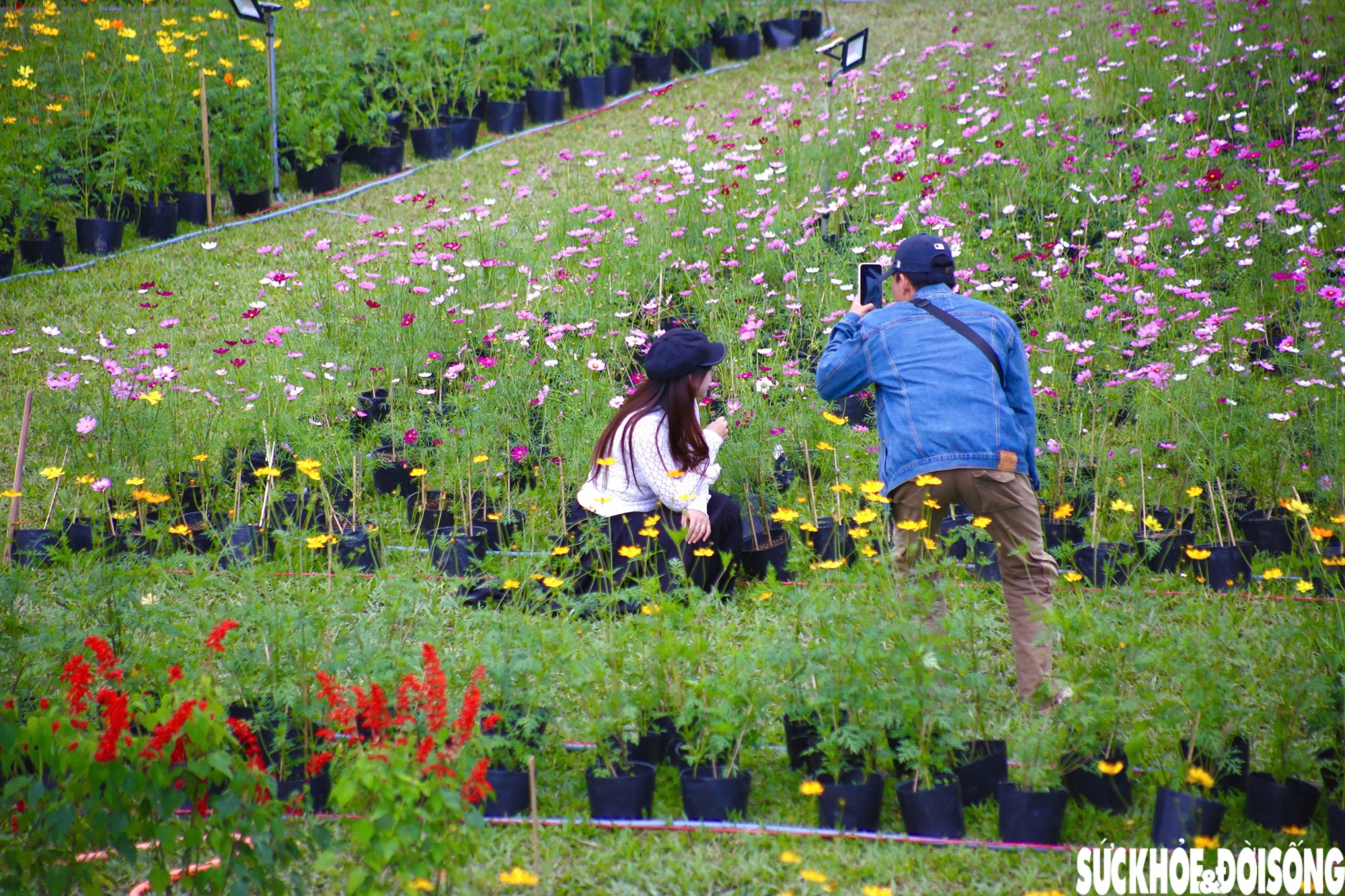 Choáng ngợp hình ảnh hàng vạn chậu hoa kết thành đóa sen khổng lồ ở Huế - 6