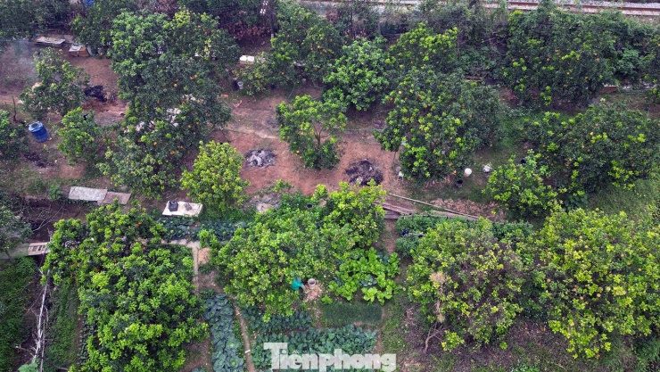 Thời tiết miền Bắc duy trì trạng thái rét nhẹ về đêm và sáng sớm, ban ngày có nắng hanh. Điều kiện thời tiết được người trồng bưởi đánh giá là thuận lợi để giữ quả chín trên cây, giúp bưởi lên màu vàng đều, vỏ khô và thơm hơn.