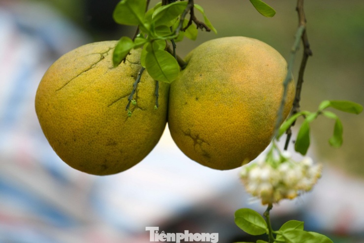 'Đột nhập' thủ phủ bưởi Diễn nức tiếng Hà Nội - 4