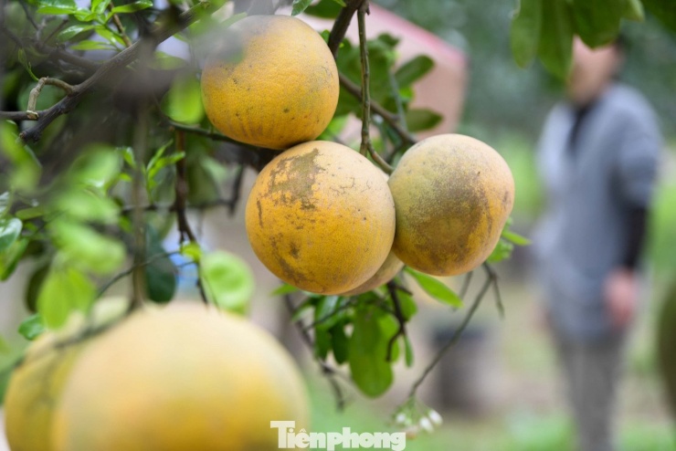 'Đột nhập' thủ phủ bưởi Diễn nức tiếng Hà Nội - 3