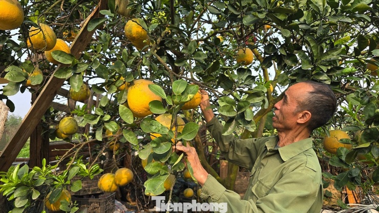 Tương tự, ông Vinh - một trong số ít hộ còn bưởi trên cây thời điểm này - cho hay việc giữ bưởi đến sát Tết không chỉ vì giá bán, mà còn mang ý nghĩa tinh thần. “Ngoài bán cho khách đã đặt trước, gia đình thường để lại vài chục quả đẹp nhất để biếu người thân, dùng trong dịp Tết. Giữ đến đúng ngày mới hái coi như lấy lộc đầu năm”, ông Vinh chia sẻ.