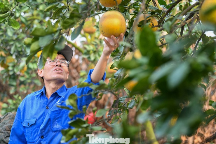 Ông Âu - chủ một vườn bưởi Diễn lâu năm - cho biết gia đình đã thu hoạch gần hết từ đầu tháng Chạp. “Chúng tôi giữ lại một số cây theo đơn đặt hàng của khách quen. Bưởi cận Tết chủ yếu dùng để thờ cúng, nên khách chọn rất kỹ, từ dáng quả đến màu vỏ”, ông Âu nói.