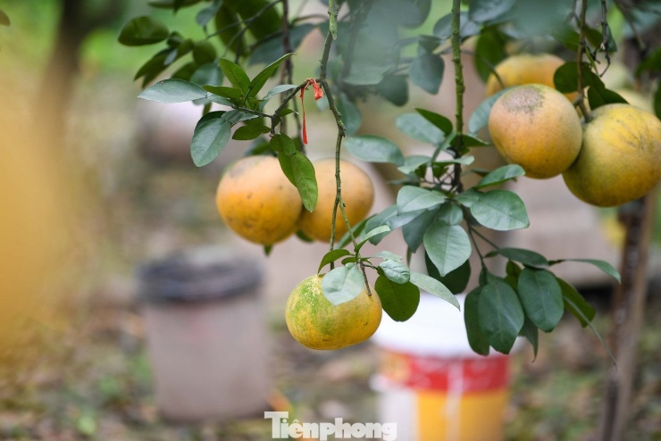 Giữa khu vườn, những quả bưởi Diễn chín vàng nổi bật trên tán lá. Cuối vụ, nhiều cây chỉ còn sót lại vài chùm quả đẹp, được chủ vườn chăm bẵm kỹ lưỡng để giữ chất lượng đến ngày thu hoạch.