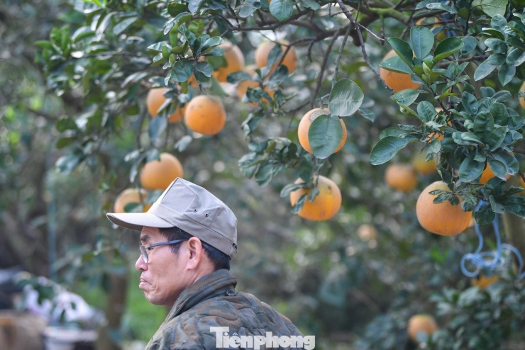 Theo các chủ vườn, giữ bưởi qua Rằm tháng Chạp đòi hỏi theo dõi sát thời tiết. Những đợt rét đậm, sương muối hoặc mưa trái mùa có thể khiến quả giảm mã, rụng cuống. Bù lại, bưởi thu hoạch muộn thường có giá cao hơn so với đầu vụ, song sản lượng không nhiều.