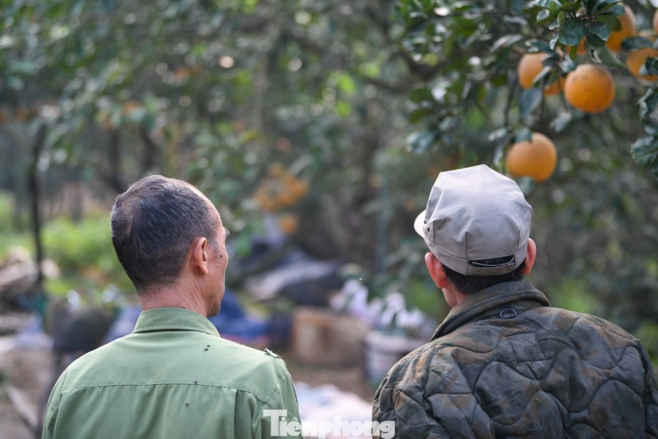 'Đột nhập' thủ phủ bưởi Diễn nức tiếng Hà Nội - 9