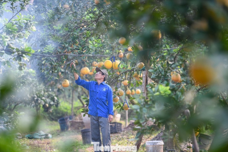 'Đột nhập' thủ phủ bưởi Diễn nức tiếng Hà Nội - 8
