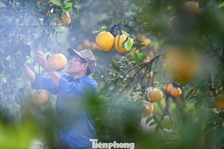 'Đột nhập' thủ phủ bưởi Diễn nức tiếng Hà Nội - 12