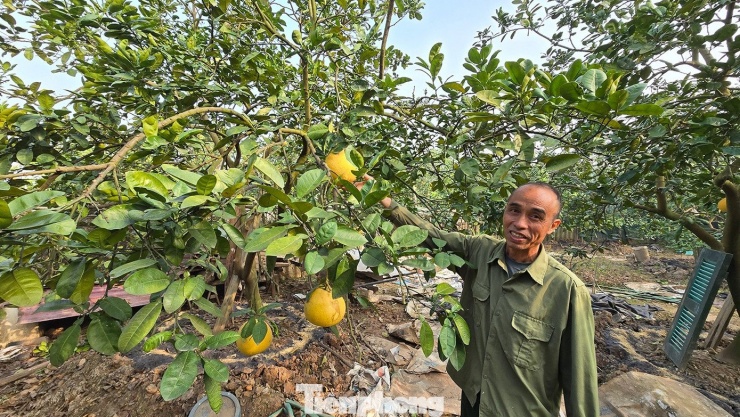 Không còn cảnh thương lái thu mua ồ ạt, các vườn bưởi những ngày này chủ yếu mở cửa đón khách quen hoặc người mua lẻ.