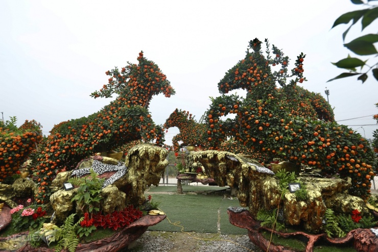 Chậu quýt 'Mã đáo thành công' giá hơn 400 triệu đồng - 1