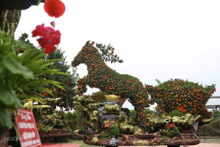 Chậu quýt 'Mã đáo thành công' giá hơn 400 triệu đồng - 4