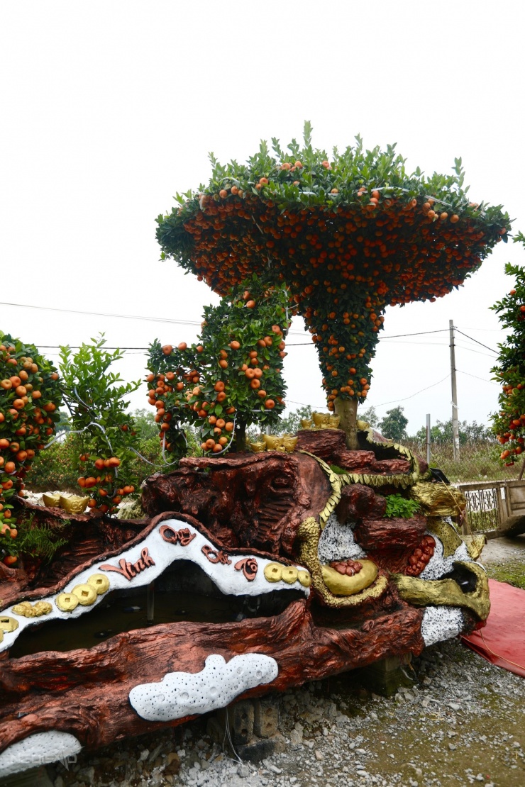 Chậu quýt 'Mã đáo thành công' giá hơn 400 triệu đồng - 5