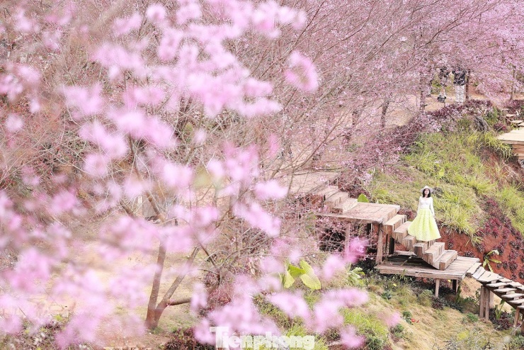 Mai anh đào trên cao nguyên Mộc Châu vào mùa đẹp nhất năm - 5