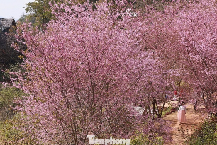 Mai anh đào trên cao nguyên Mộc Châu vào mùa đẹp nhất năm - 9